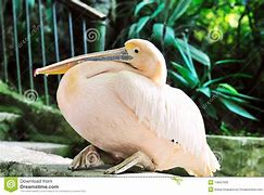 Image result for Pink Pelican Lady