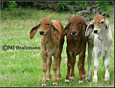 Image result for Brahman Cattle Breed with Baby