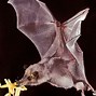 Image result for Bat Eating Bird