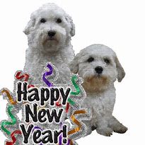 Image result for Happy New Year You Party Animals