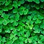 Image result for Wallpaper Iphne Green