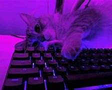 Image result for Cat Rizz PFP