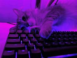 Image result for Aesthetic Cat PFP Discord Cute