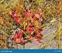Image result for Wetland Moss