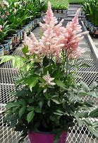 Image result for Astilbe japonica Peach Blossom