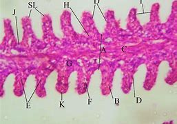 Image result for Lamella Microscope Slide