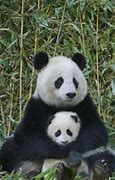 Image result for Mom and Baby Panda Bear
