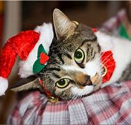 Image result for Cute Christmas Cat Wallpaper
