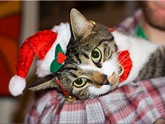 Image result for Happy Cat Face Holiday