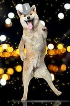 Image result for White Dogs Dancing