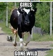 Image result for Cow Joke Meme