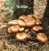 Image result for Largest Mycelium