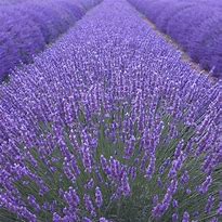 Image result for Lavandula angustifolia Clarmo