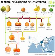 Image result for Citrus Family Tree