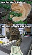 Image result for Cat High On Catnip Meme