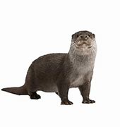 Image result for Otter Transparent