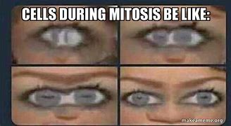 Image result for How to Undergo Mitosis Meme