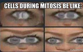 Image result for Mitosis MEMS