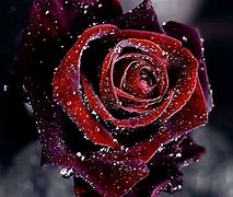 Image result for Black Red Rose Desktop Wallpaper