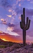 Image result for Desert Cactus Sunset