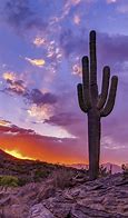 Image result for Cactus Desert at Night Background