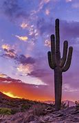 Image result for Cactus Landscape Desert On a Rock