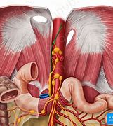 Image result for Thoracic Duct Anatomy