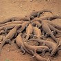 Image result for Komodo Dragon Habitat Zoo