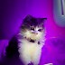 Image result for Purple Cat Background