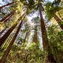 Image result for Redwood National