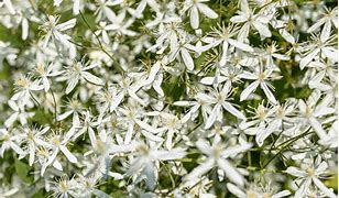 Image result for Sweet Autumn Clematis Mobot