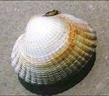 Image result for Mollusque Coques