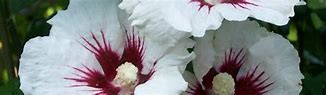 Image result for Hibiscus syr. Monstrosus
