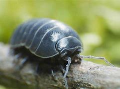 Image result for Underneath a Giant Pill Bug