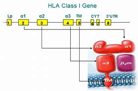 Image result for HLA Gene Exon