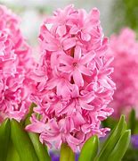 Image result for Hyacinthus Crystal Palace