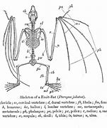 Image result for Giant Fruit Bat Scary