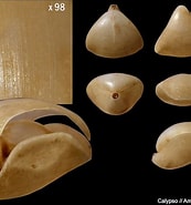 Afbeeldingsresultaten voor Dallina septigera Orde. Grootte: 173 x 185. Bron: ammonit.ru