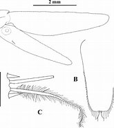 Afbeeldingsresultaten voor "amblyopsoides Obtusa". Grootte: 165 x 185. Bron: www.researchgate.net