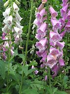 Digitalis purpurea-साठीचा प्रतिमा निकाल