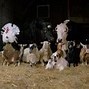 Image result for Country Farm Animals