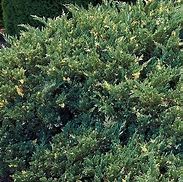 Juniperus chinensis Expansa Variegata に対する画像結果