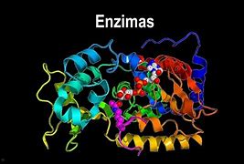 Image result for enzimolog�a