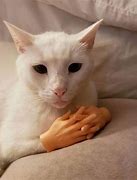 Image result for Cat Pointing Middle Finger