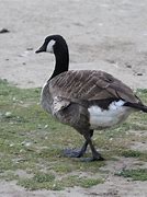 Image result for Olor Anatidae