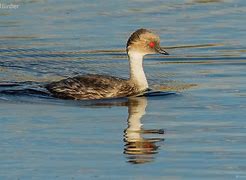 Image result for Podiceps occipitalis