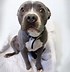 Image result for Grey Pit Bull Collar