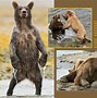 Image result for grizzly_bear