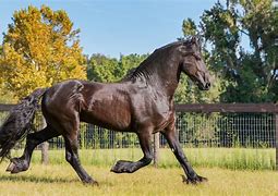 Image result for Horse Trot