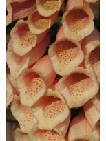Image result for Digitalis purpurea Suttons Apricot